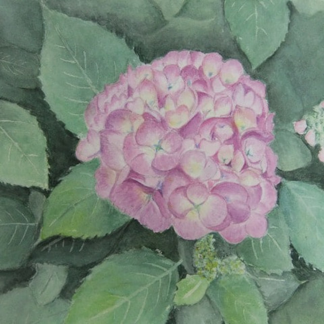 53.  紫陽花