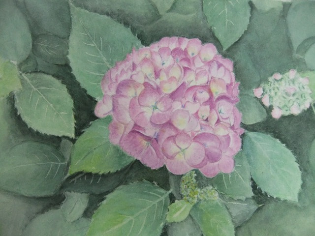 53.  紫陽花