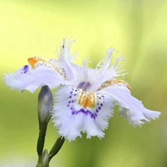 有限会社 オフィスおがわ